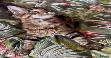 Maine Coon cats - Advert 8