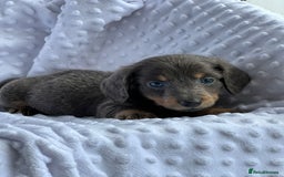 Miniature Dachshund dogs for sale: Miniature Dachshund Puppies  - Image 6