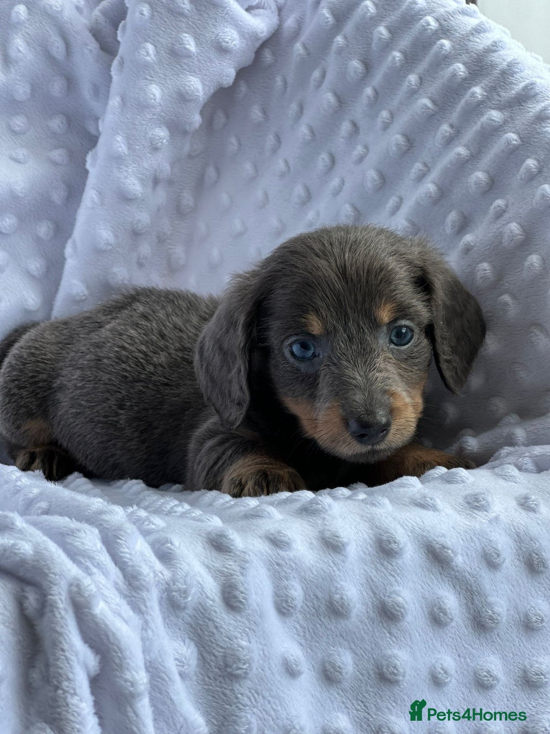 Miniature Dachshund dogs for sale: Miniature Dachshund Puppies  - Image 6