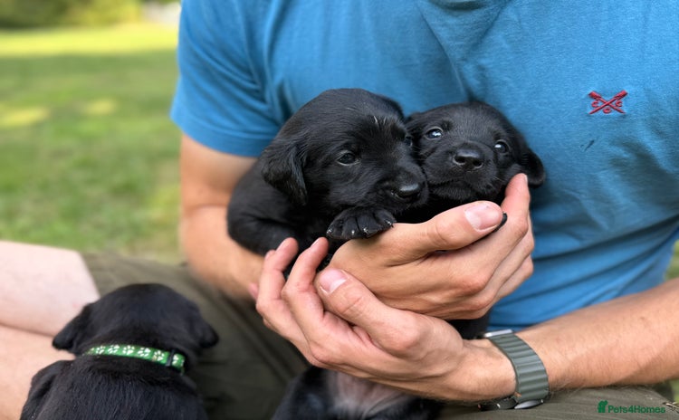 Labrador Retriever dogs in Cheltenham - Advert 16