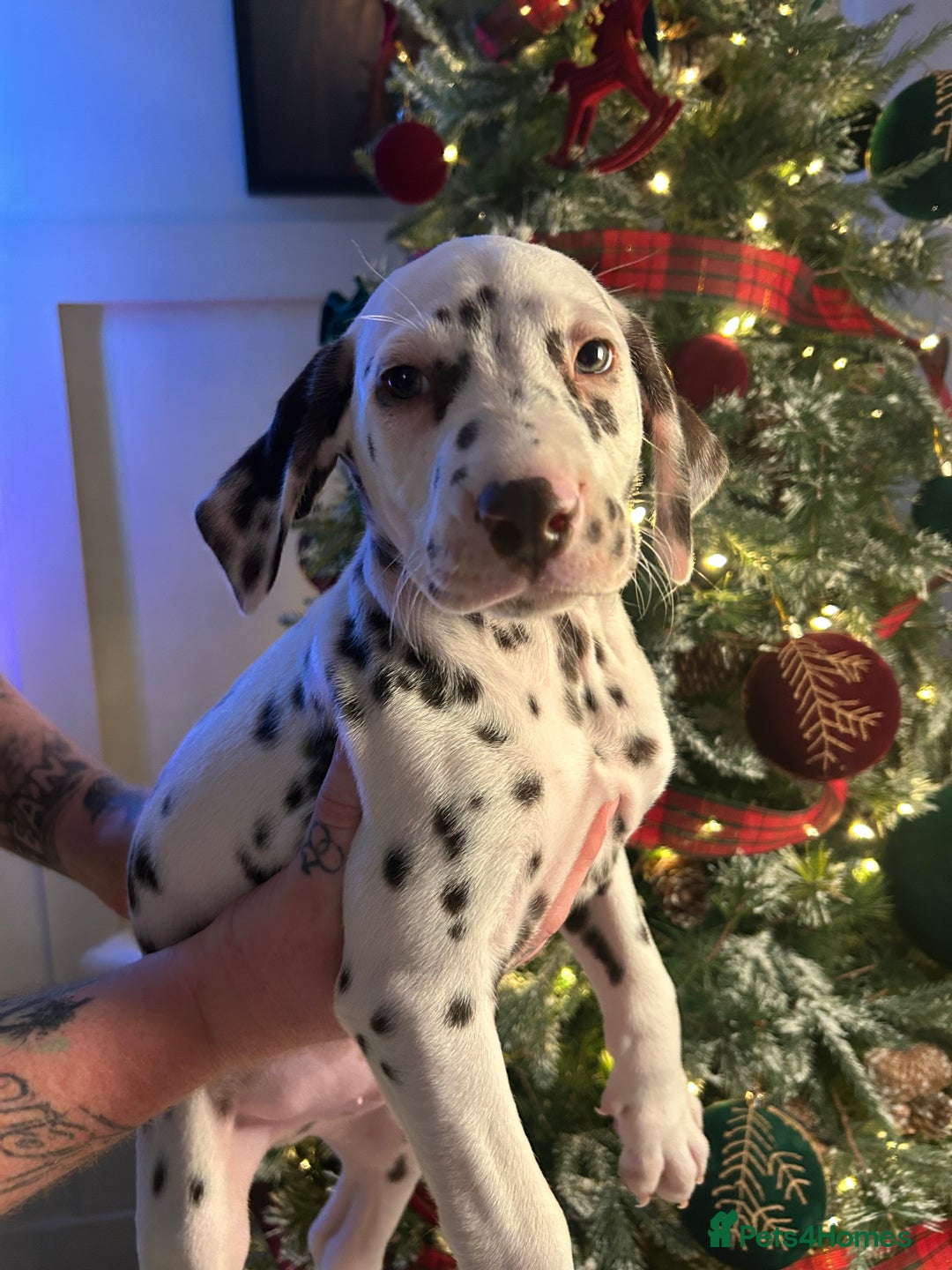 Dalmatian dogs for sale: KC Registered Dalmatian Puppies  - Advert 3