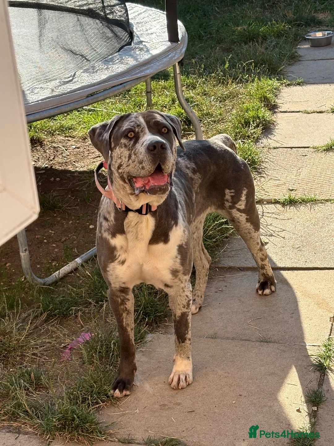 Cane Corso dogs for sale: Cane corso puppy's born 12th October - Advert 2