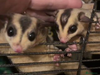 Sugar Glider rodents 3x male suger gliders with cage and accessories - Advert 1