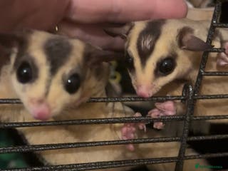 Sugar Glider rodents 3x male suger gliders with cage and accessories - Advert 8