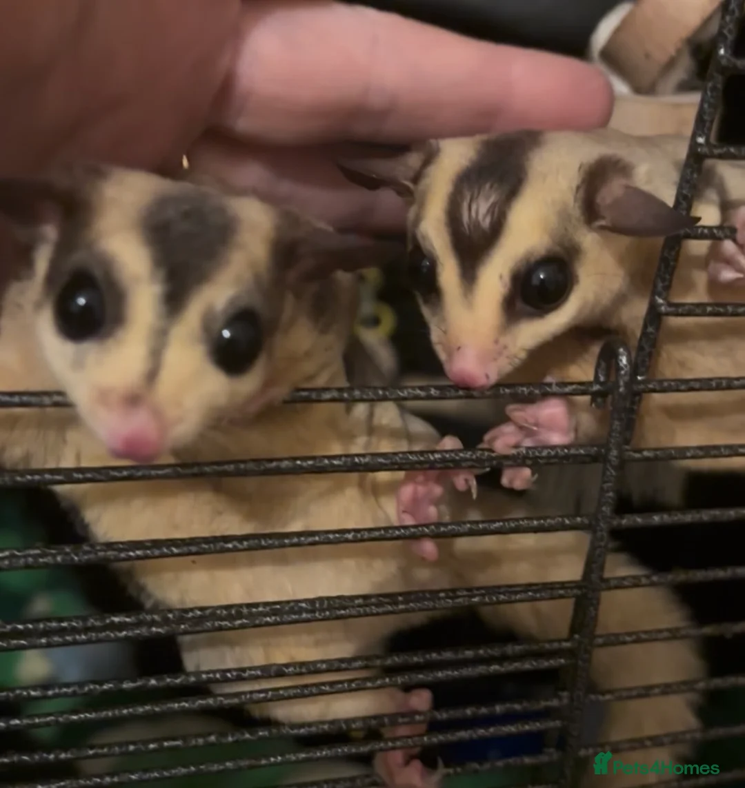 Sugar Glider rodents for sale: 3x male suger gliders with cage and accessories  - Advert 1