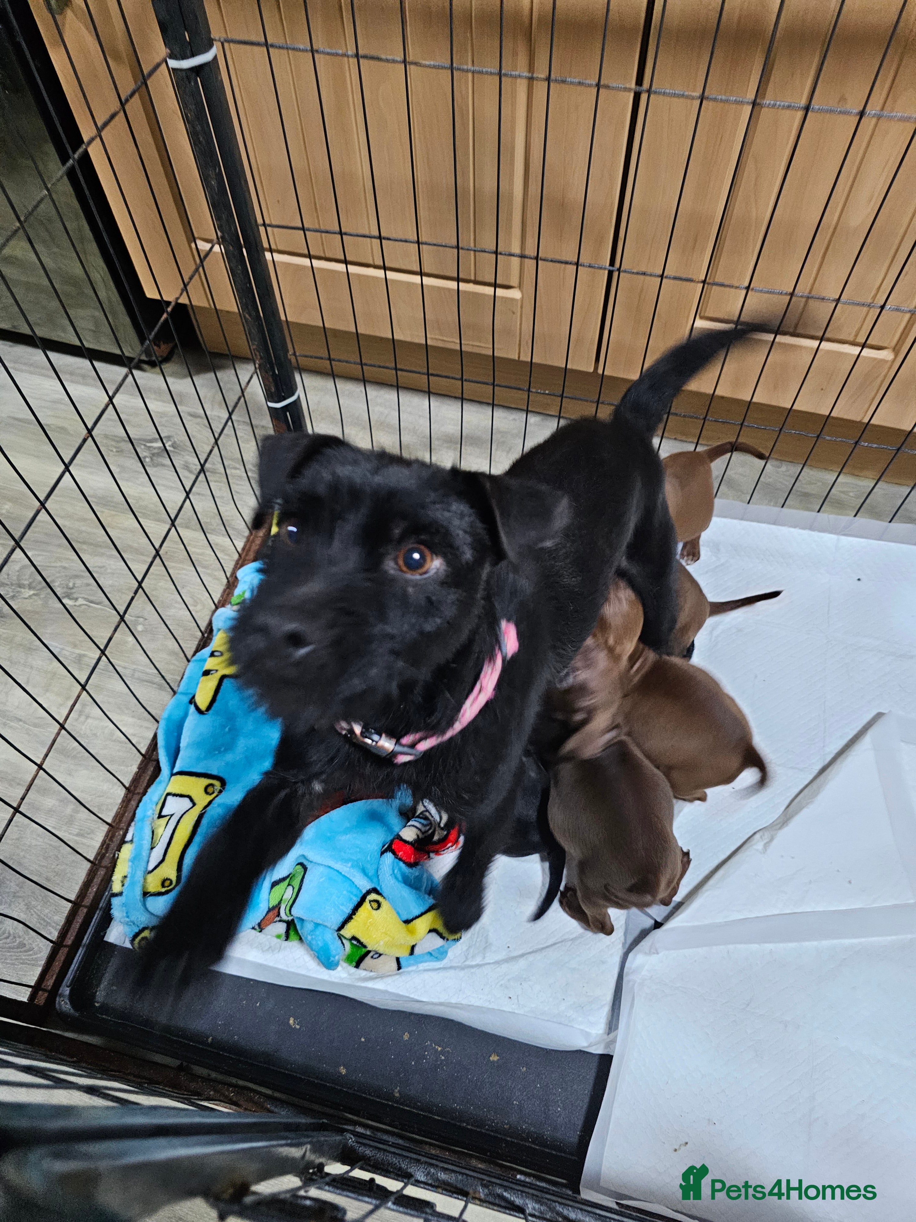 Patterdale Terrier dogs BEAUTIFUL PATTERDALE TERRIERS FOR SALE  - Advert 3