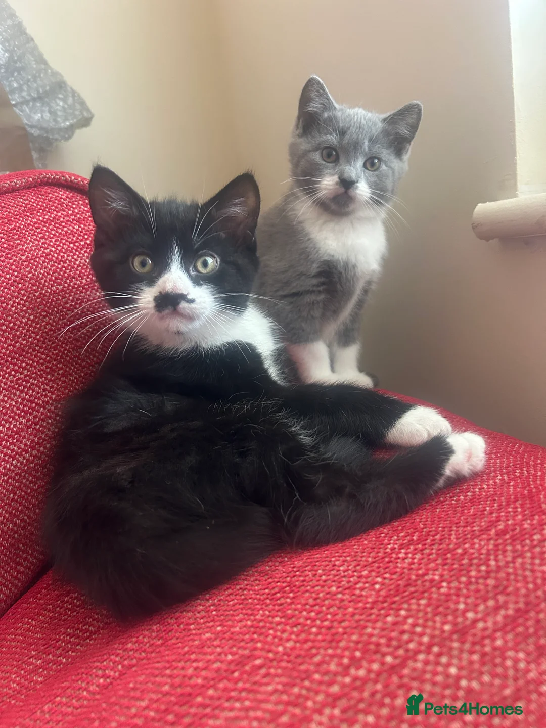 Mixed Breed cats for sale: Looking for the best home- (must go together) in Guildford - Advert 1