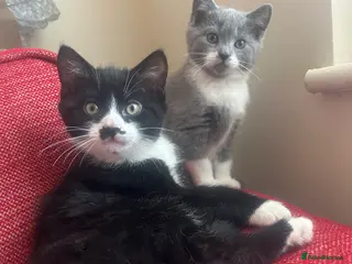 Mixed Breed cats Looking for the best home- (must go together) - Advert 9