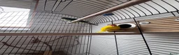Parrots birds for sale: Two kakariki parrots in Edgware - Advert 3