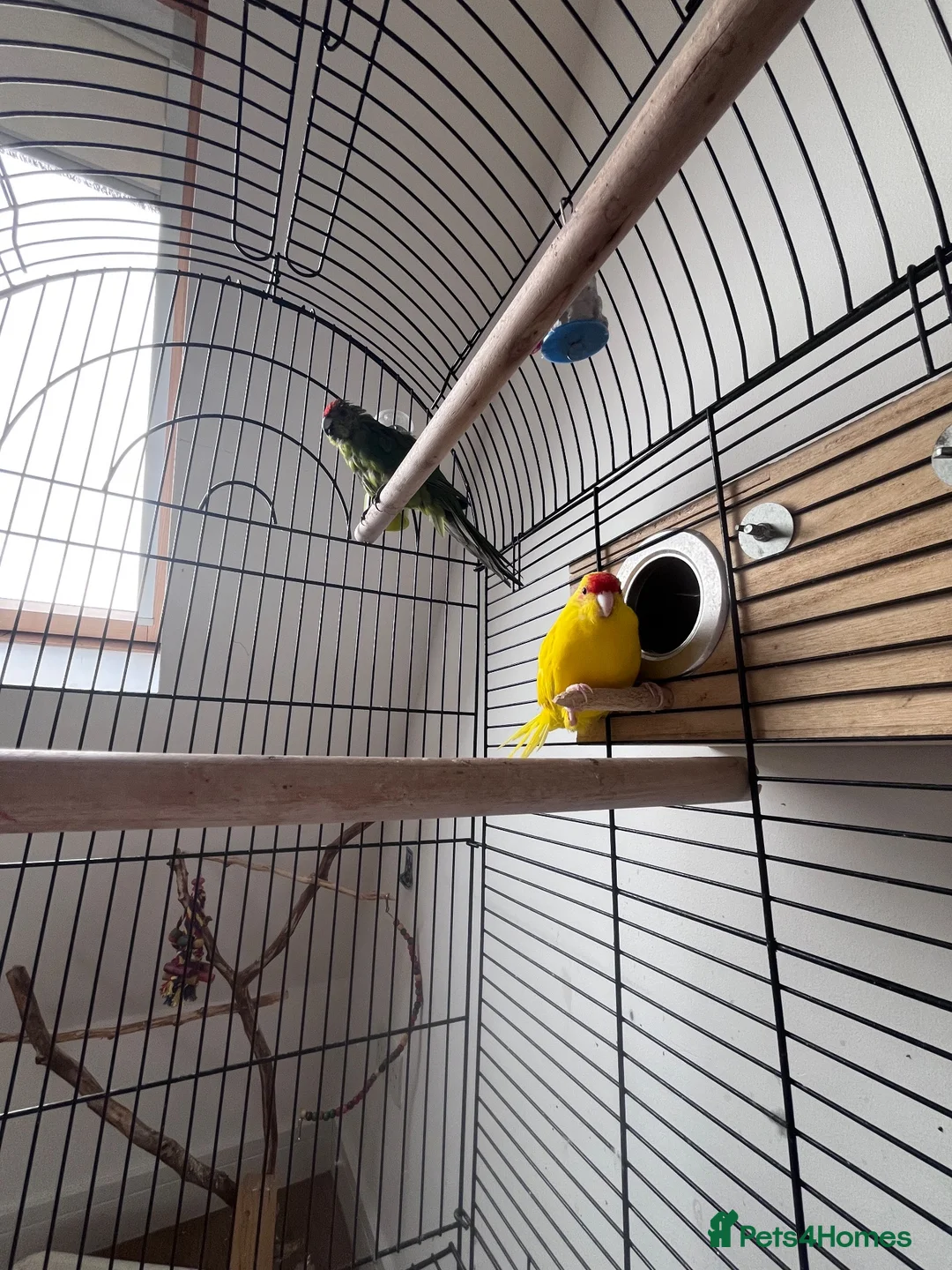 Parrots birds for sale: Two kakariki parrots in Edgware - Advert 3