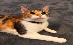 Domestic Shorthair cats for sale: ONE BOY & ONE GIRL LEFT - Image 8