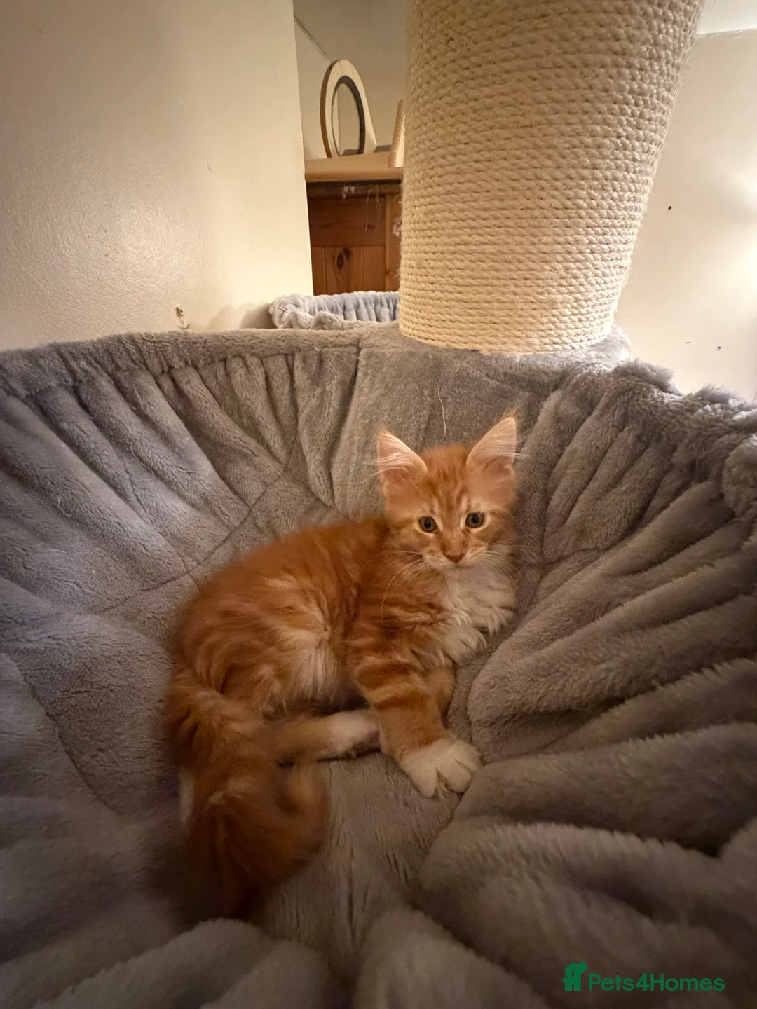 Maine Coon cats for sale: 5 Beautiful Mainecoon Kittens ❤️  - Advert 20