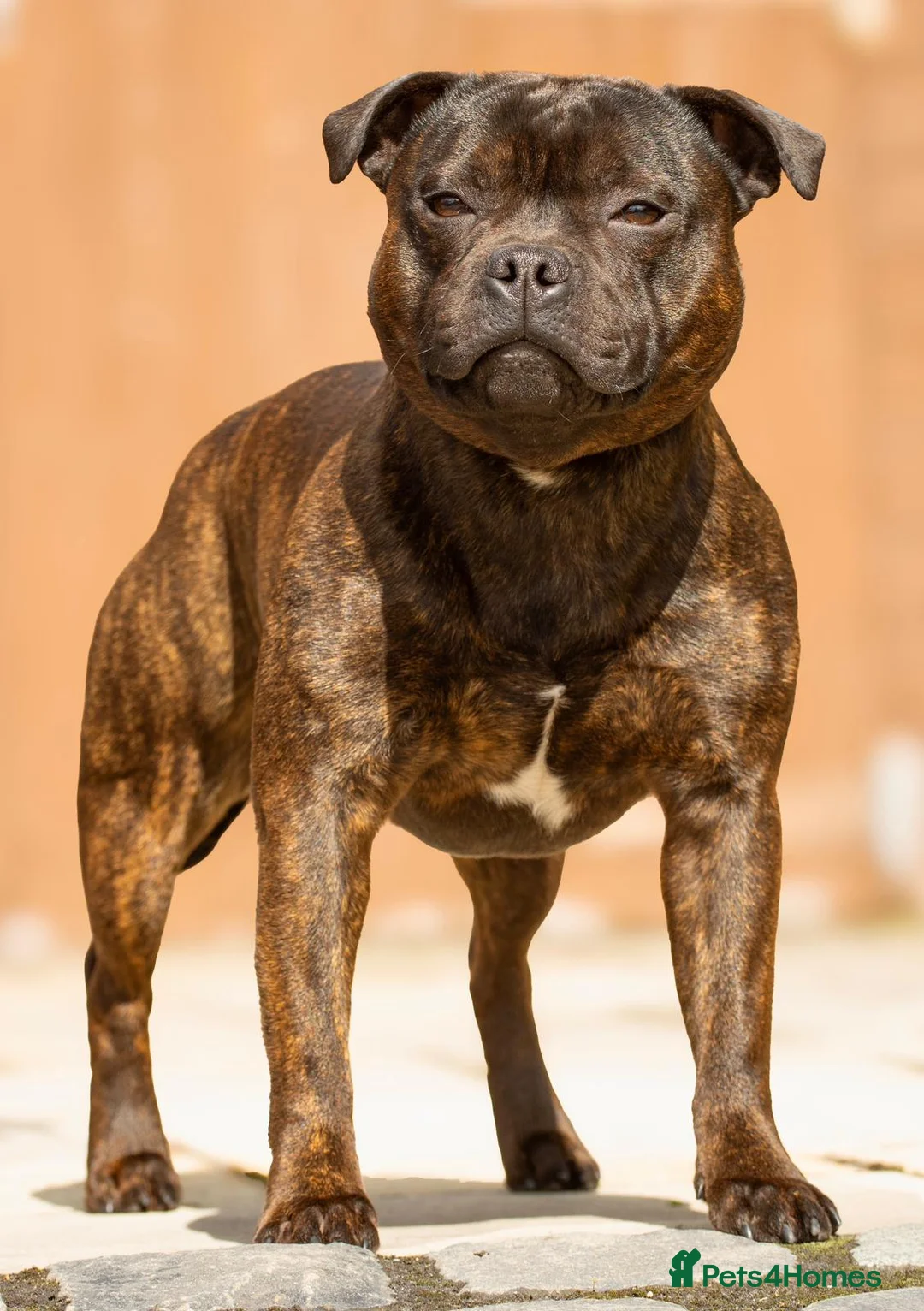 Staffordshire Bull Terrier dogs for stud: Placed 3rd at Crufts 2026 red & blue carrier stud  - Advert 2