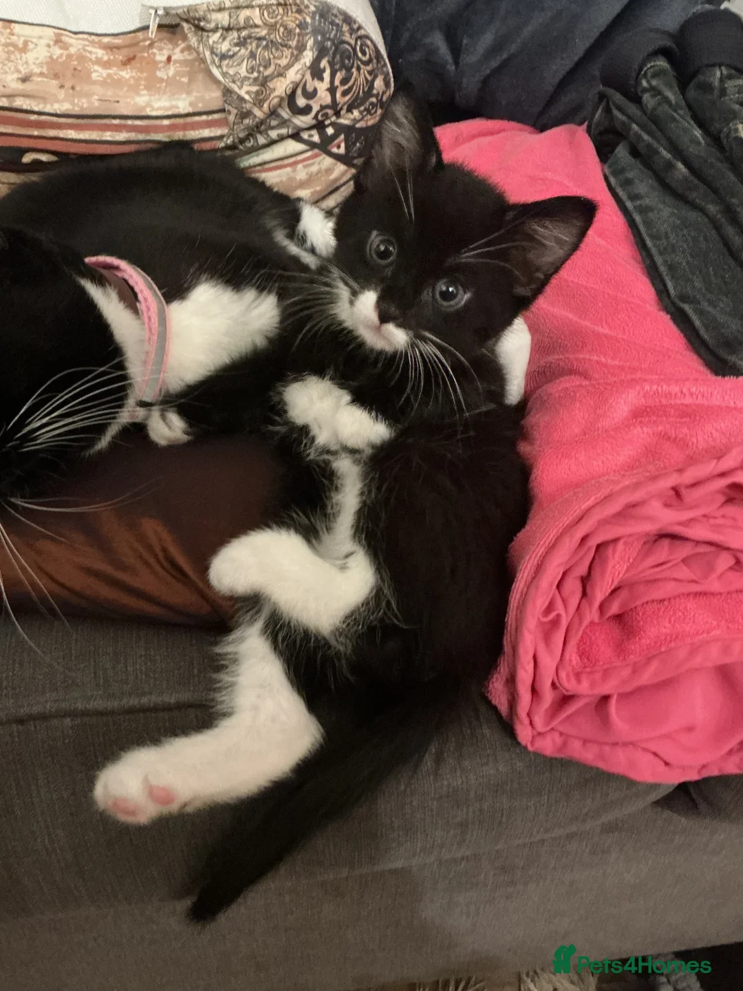 European cats for sale: 3 adorable black and white kittens for sale - Advert 4