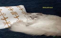 Ragdoll cats for sale: Beautiful Pedigree Ragdoll Kittens - Image 7