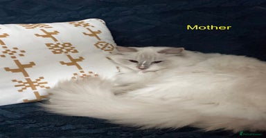 Ragdoll cats - Advert 8