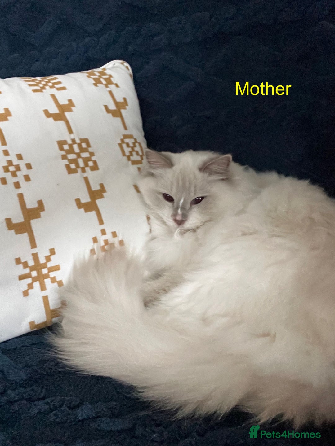 Ragdoll cats for sale: Beautiful Pedigree Ragdoll Kittens - Image 7