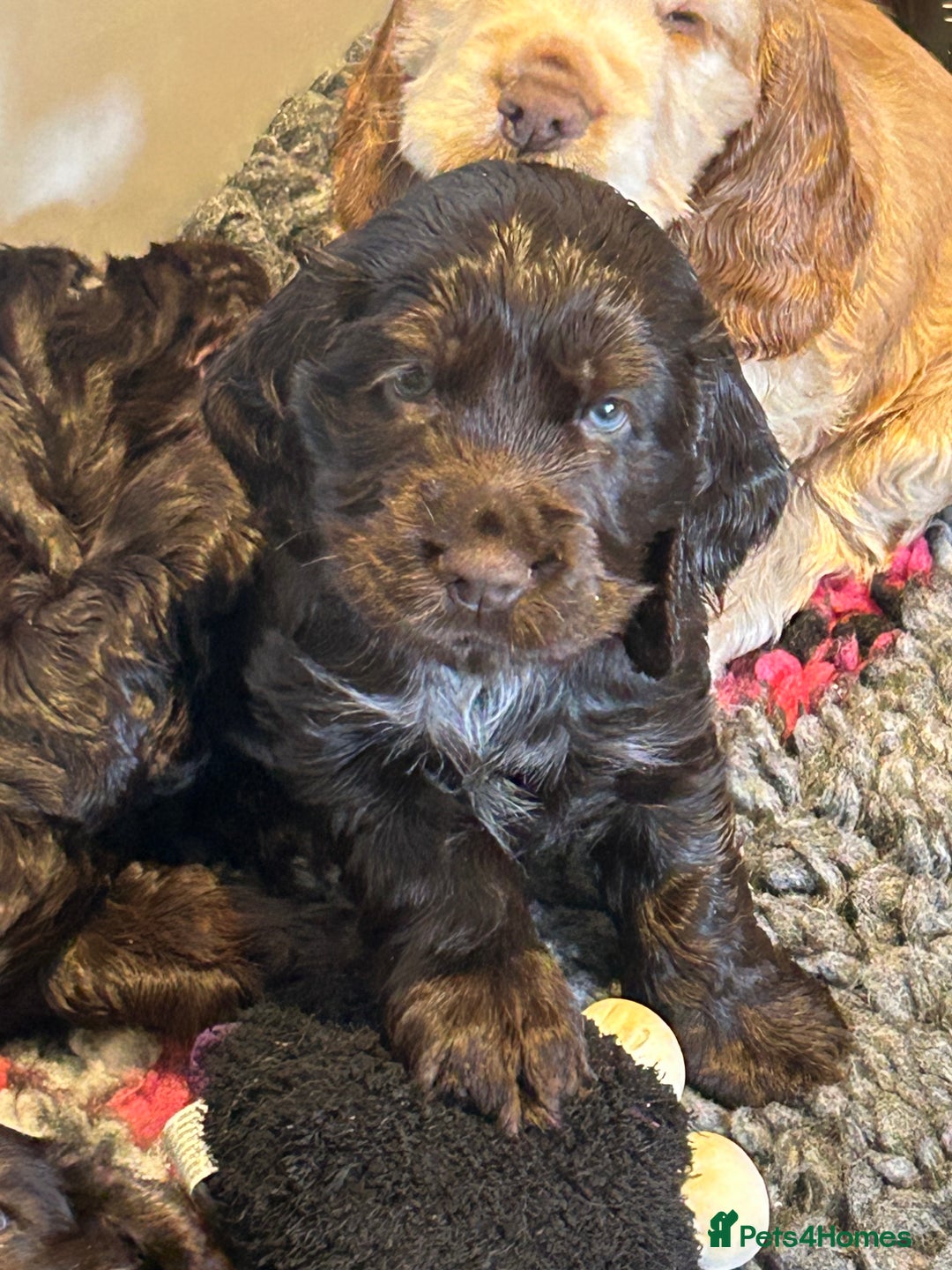 Cocker Spaniel dogs for sale: 💚2 boys available 💚show cocker spaniel puppies  - Advert 3