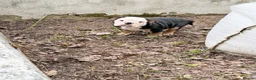 English Bulldog dogs for sale: KC Registered English Bulldog Puppies  - Advert 18