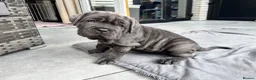 Neapolitan Mastiff dogs for sale: 2 puppies Neapolitan mastiff  - Advert 2