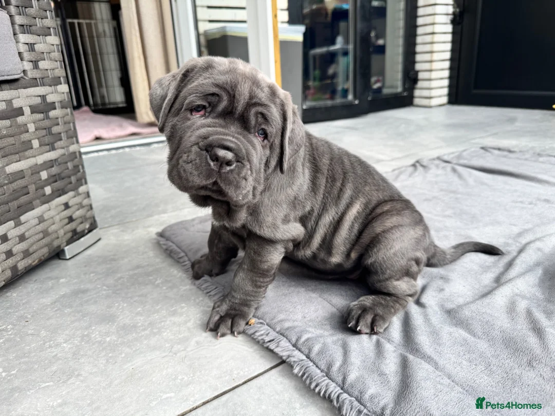 Neapolitan Mastiff dogs for sale: 2 puppies Neapolitan mastiff  - Advert 2