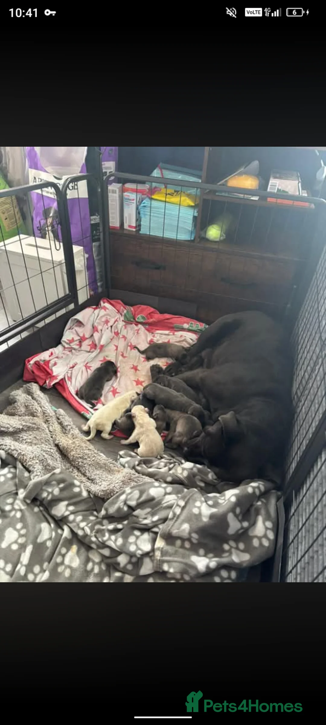 Cane Corso dogs for sale: Beautiful cane corso puppies ready in 7 week in Wigan - Advert 2