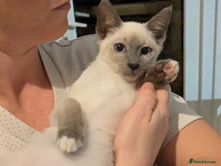 Snowshoe cats Rare Pedigree TICA Snowshoe Kittens -ONLY ONE LEFT - Advert 1