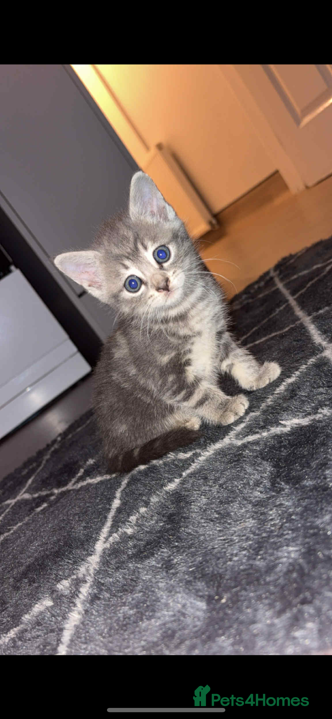 Bengal cats for sale: Ready to go🏡LAST GREY TABBY KITTEN - Image 1
