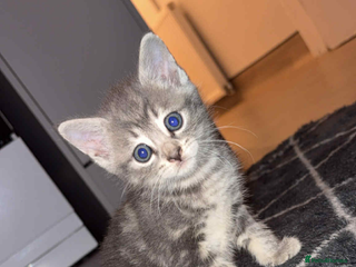 Bengal cats - Advert 11