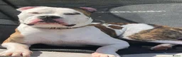 Mixed Breed dogs for sale: American bulldog x English bull terrier  - Advert 4