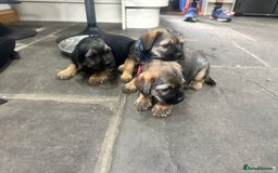 Border Terrier dogs for sale: Border Terrier Pups -Beautiful Pedigree  - Image 5
