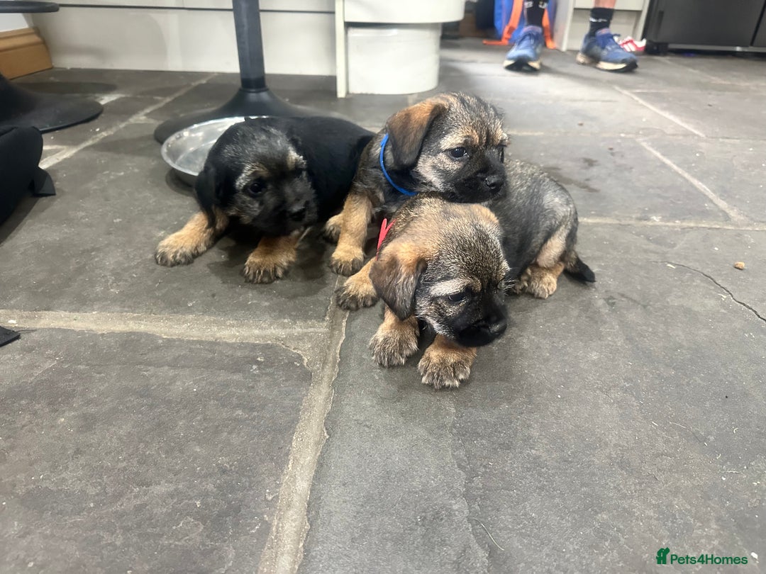Border Terrier dogs for sale: Border Terrier Pups -Beautiful Pedigree  - Image 5