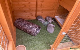 Continental Giant rabbits for sale: Gorgeous Continental Giants - Image 3