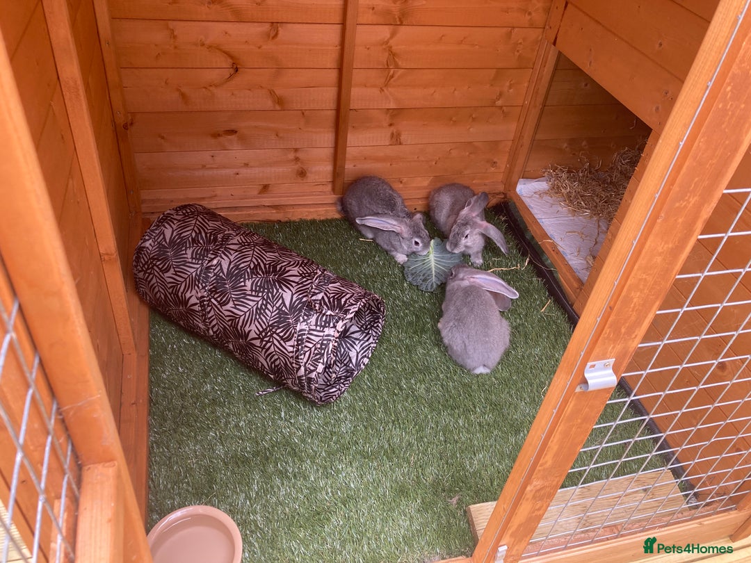 Continental Giant rabbits for sale: Gorgeous Continental Giants - Image 3