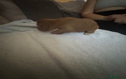 Cocker Spaniel dogs for sale: Cocker spaniel Puppies  - Advert 18