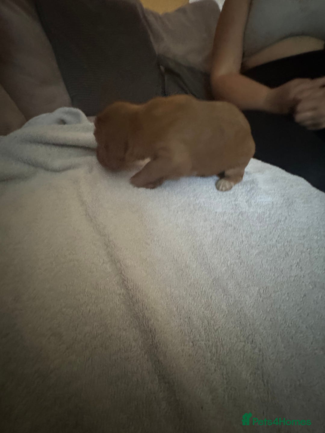 Cocker Spaniel dogs for sale: Cocker spaniel Puppies  - Advert 18