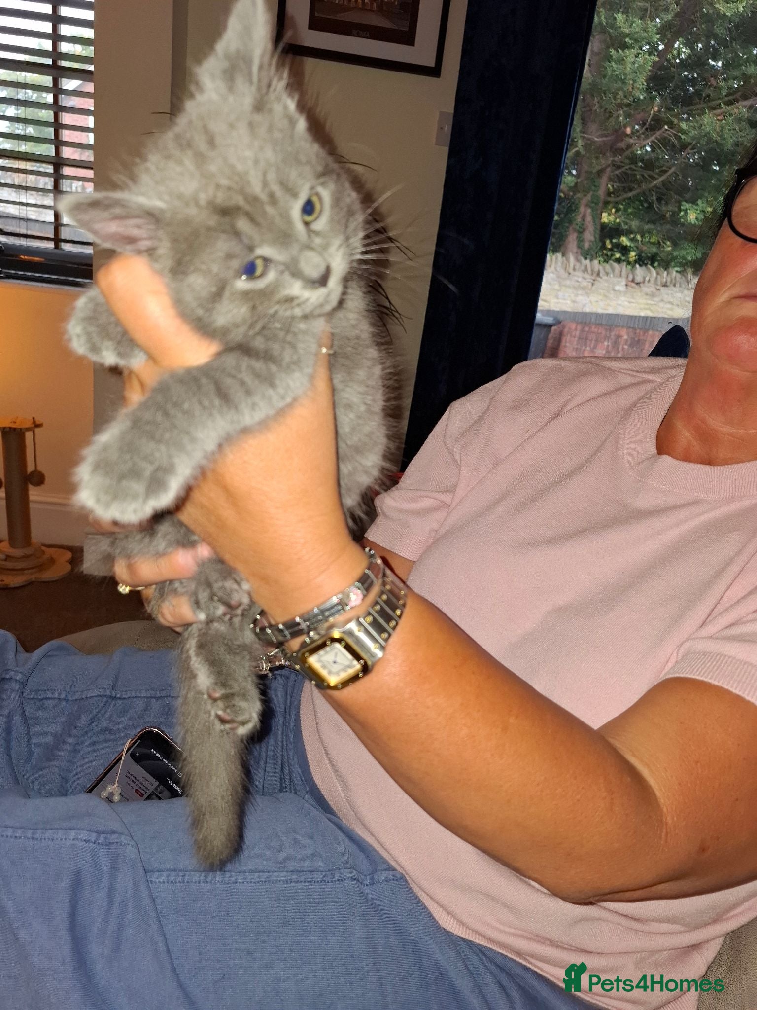 Mixed Breed cats Male boy grey short haired mixed 10 weeks old  - Advert 1