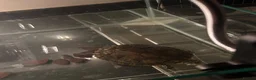 Turtle reptiles for sale: River Cooter Turtle + Complete Tank Setup – £100 in Blackburn - Advert 2