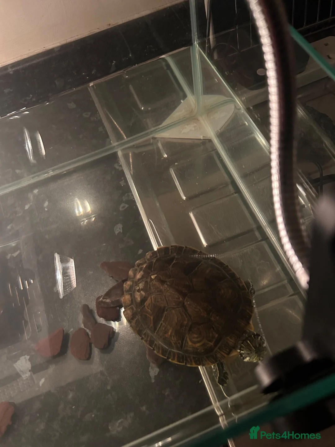 Turtle reptiles for sale: River Cooter Turtle + Complete Tank Setup – £100 in Blackburn - Advert 2