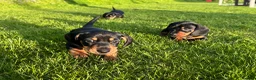 Dachshund dogs for sale: Miniature black and cream and Black and Tan pups in Wadebridge - Advert 9