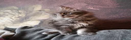 Maine Coon cats for sale: TICA reg HEALTH CHECKED Maine Coons - Advert 22