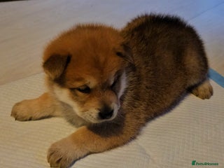 Mixed Breed dogs - Advert 1