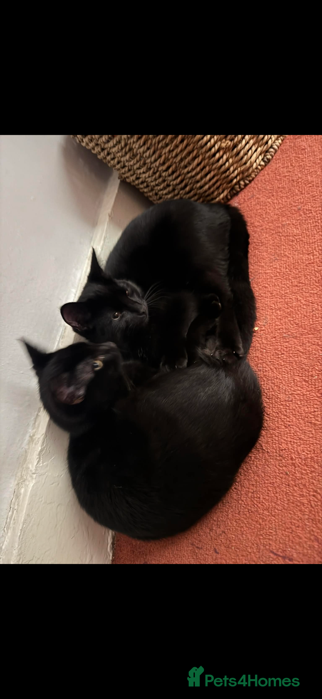 European cats for sale: 3 Gentle Kitten and 1 Old Cat Boy - Advert 2