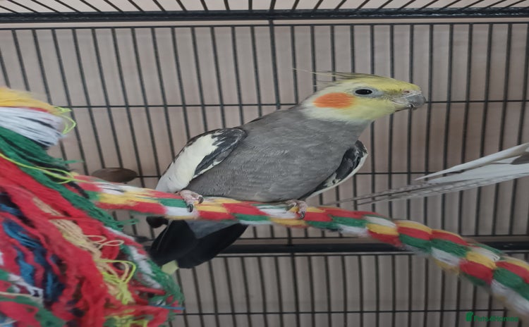 Cockatiels birds - Advert 1