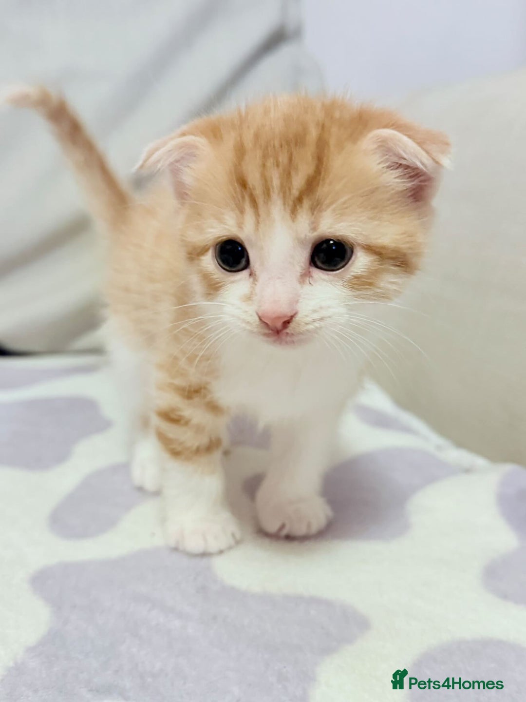 Scottish Fold cats for sale: Adorable Kittens Looking for Forever Homes! 🐾 - Image 9