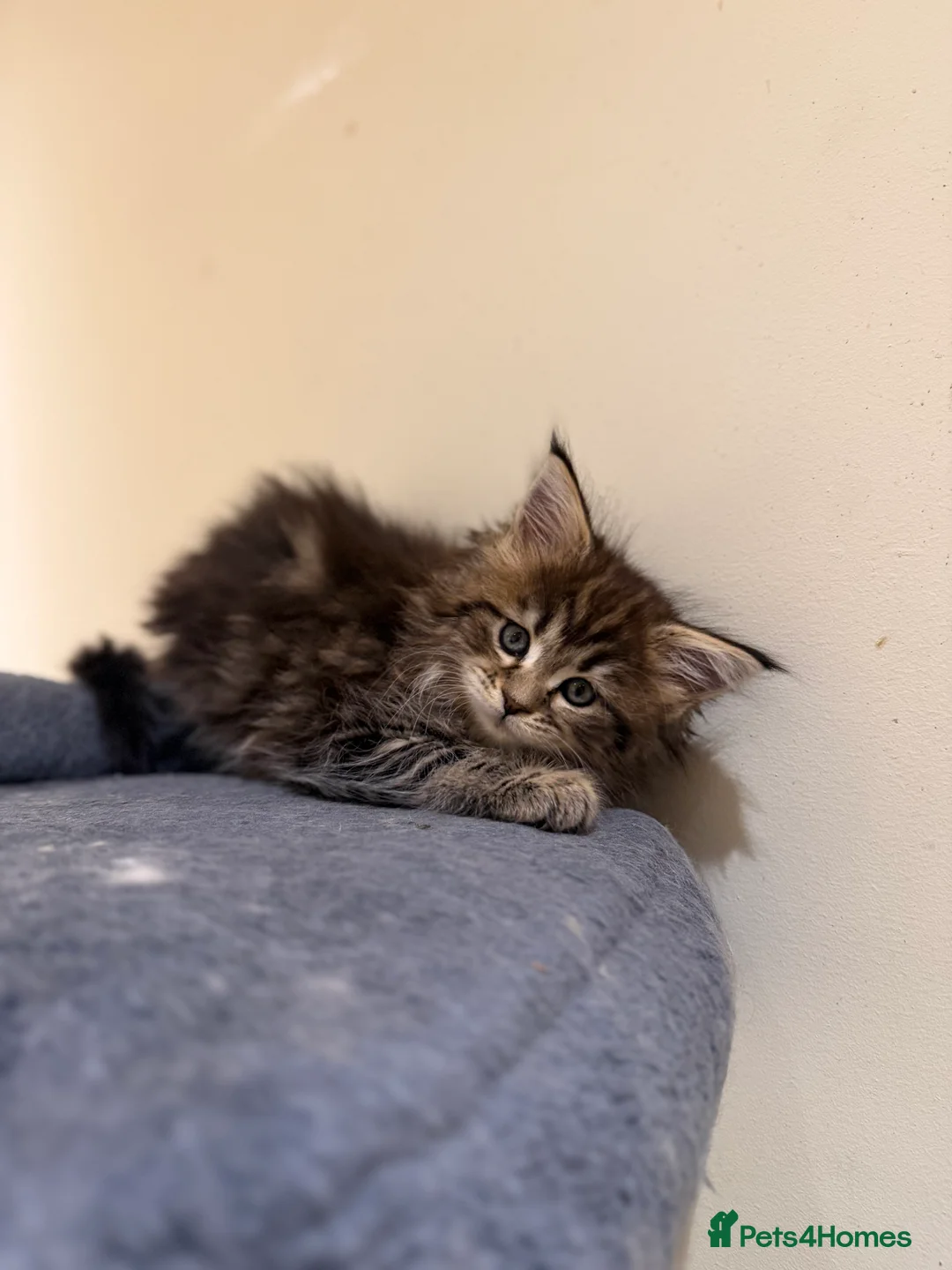 Maine Coon cats for sale: 1 left Purebred Maine Coon Kittens - TICA 🐾 - Advert 21