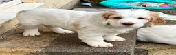 Clumber Spaniel dogs for sale: Dear little Clumber, female lemon and white - Advert 3