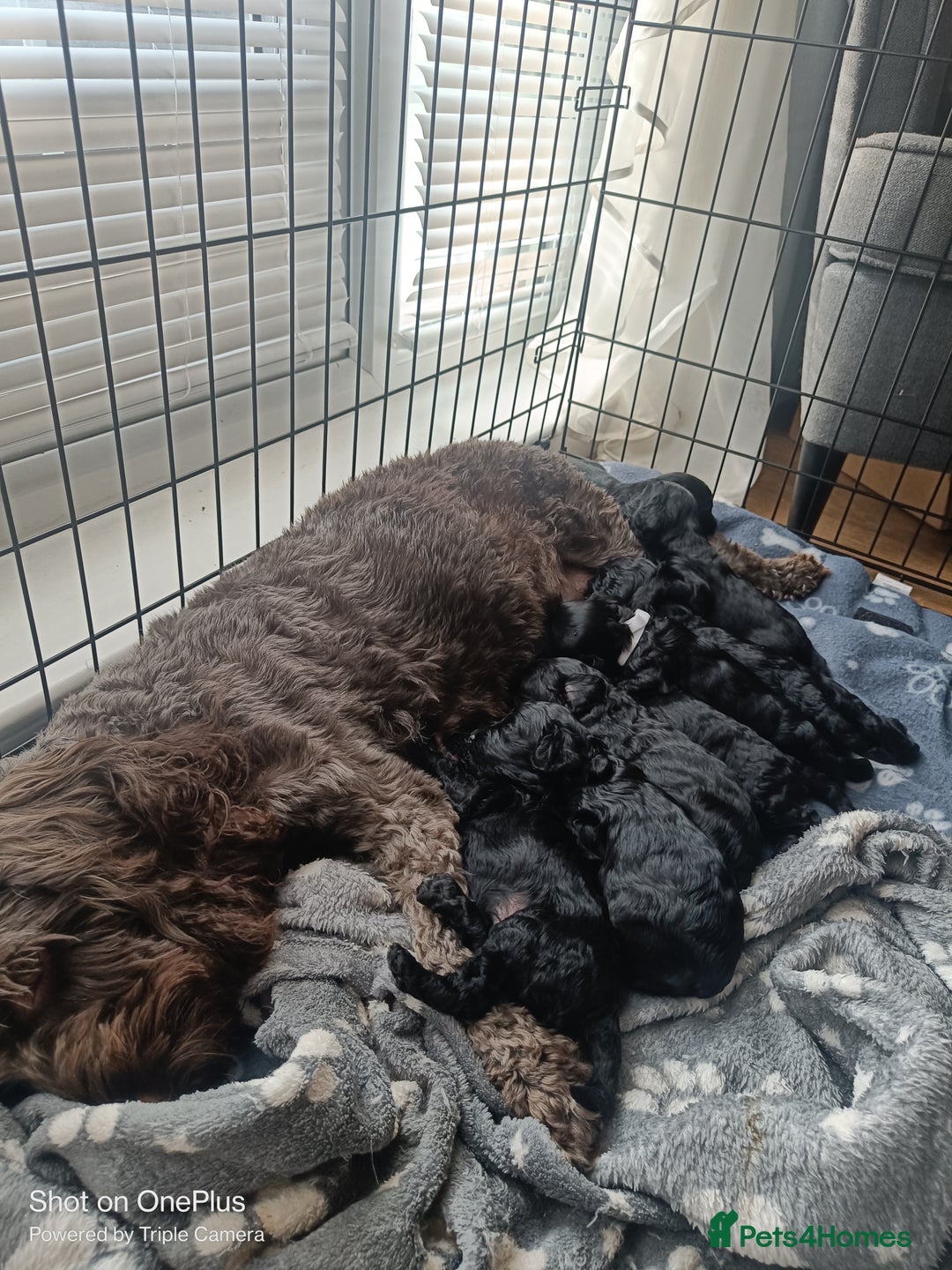 Cockapoo dogs for sale: Lovely cockapoo boy - Advert 2