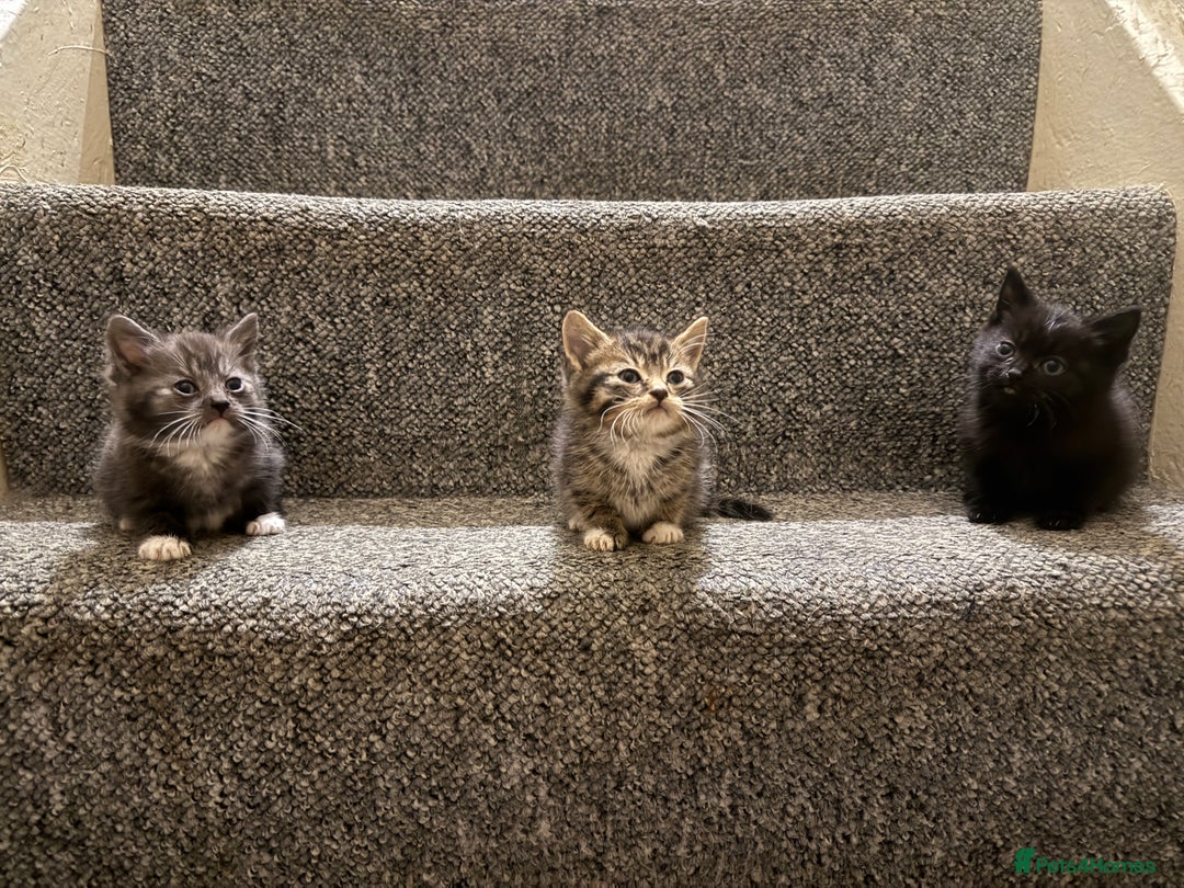 Mixed Breed cats for sale: 2 male kittens - Advert 6