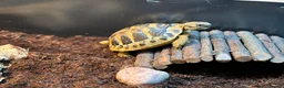 Hermann Tortoise reptiles for sale: Hermann Tortoise - 2.5yrs. COMPLETE SETUP. - Advert 3
